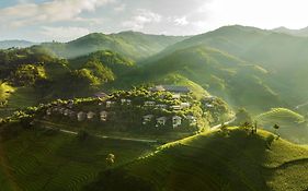 Garrya Mù Cang Chải